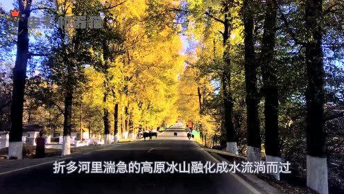 娱乐吃瓜君大丽花,揭秘娱乐圈背后的秘密花絮  第2张